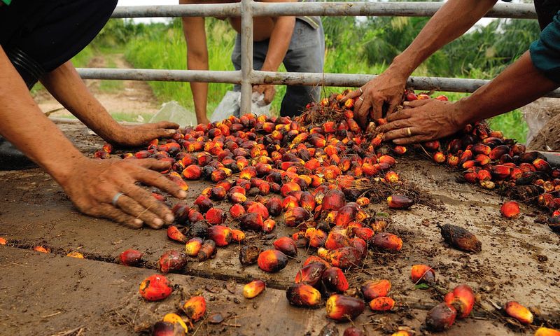 Das Für und Wider des Palmöls