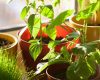 Zimmerpflanzen gegen Schimmel: Natürliche Luftreiniger