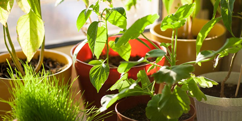 Zimmerpflanzen gegen Schimmel: Natürliche Luftreiniger
